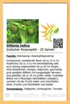 Preview: Dillenia indica, 20 Samen